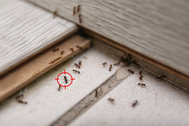 Indoor Pest Control in Alton, IL